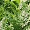 Ferns