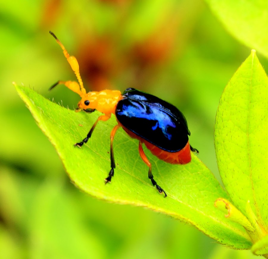 by Kaushik Bhar - Animals Insects & Spiders