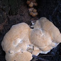Polypore (?)