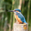 Common Kingfisher