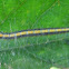 Dimorphic Macalla Moth