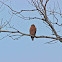 Red Shouldered Hawk
