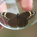 Cape Autumn Widow