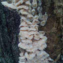 Merulius tremellosus