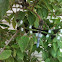 Twelve spotted skimmer