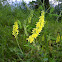 Yellow sweet clover / Echter Steinklee