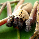 Sparassidae Huntsman