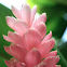 Pink Ginger