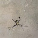 Signature Spider