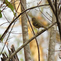 Ruby-crowned Kinglet