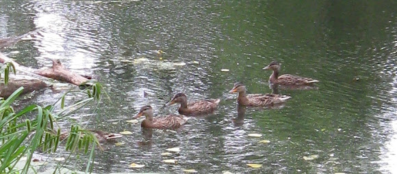 Spotting Image 1