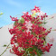 Piscuala. Chinese honeysuckle