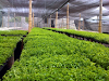 Se Vende Stevia La Hierba Dulce En Guayaquil