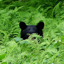 American Black Bear