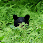 American Black Bear