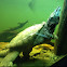 Alligator snapping turtle