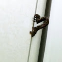 Inchworm