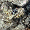 Varicose Phyllidia