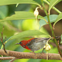 Crimson Sunbird
