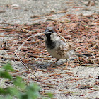 house sparrow