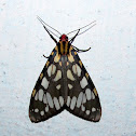 Erebidae, Arctinae