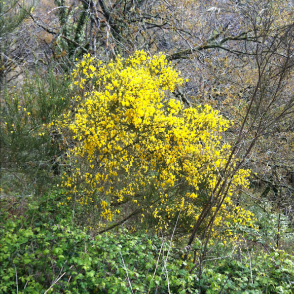 Spotting Image 1