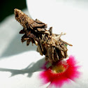 Bagworm or Case Moth Caterpillar