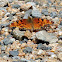 Hoary Comma