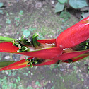 Heliconia stricta Huber