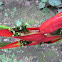 Heliconia stricta Huber