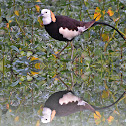 Pheasant-tailed Jacana