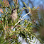 Red Wattle Bird