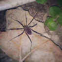 Harvestman