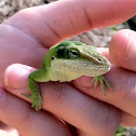 Green anole