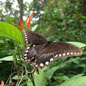 Spicebush Swallowtail