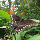 Spicebush Swallowtail