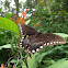 Spicebush Swallowtail