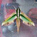 Green Hawk Moth