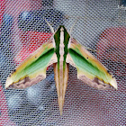 Green Hawk Moth