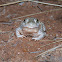 Mexican Spadefoot