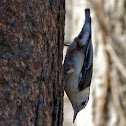 White-breasted Nuthatch