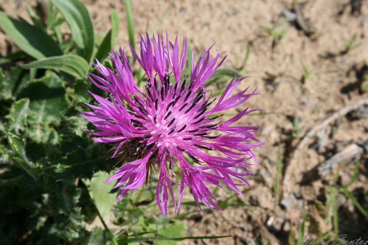starthistles ?