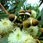 Flooded Gum