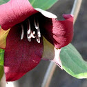 Purple Trillium