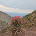 Cactus of red thorns