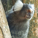 Common Marmoset
