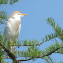 Cattle Egret