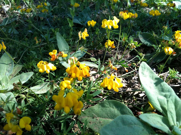 Spotting Image 1