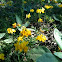 Bird's-foot Lotus