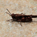 Rock grasshopper